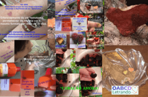 O AMOR é a Lei que Rege o Universo: Sinais da Natureza e o Coração Divino